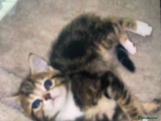 Mixed Breed cats female tabby (description) - Advert 15