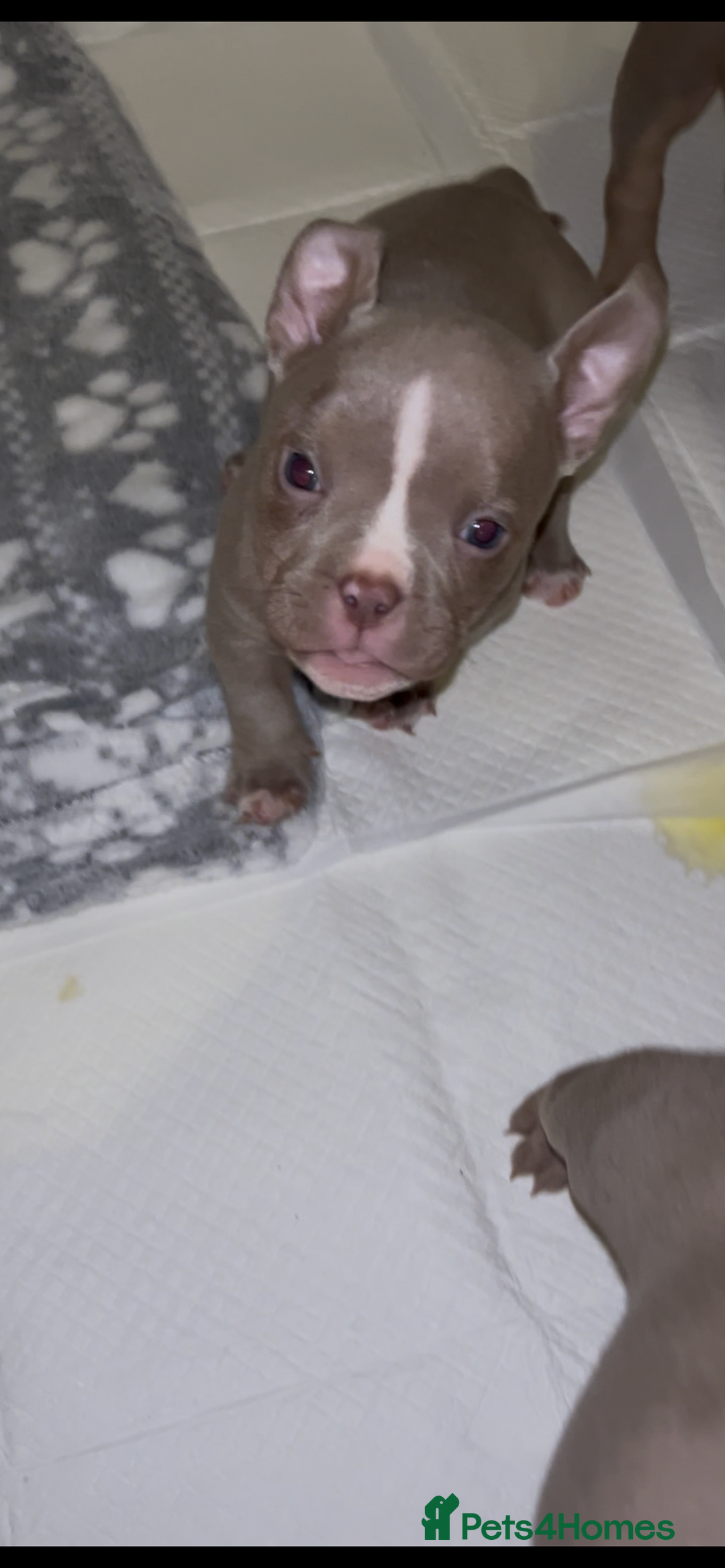 American Bully dogs for sale: Lilac’s Miniature microbully’ puppy’s - Advert 5