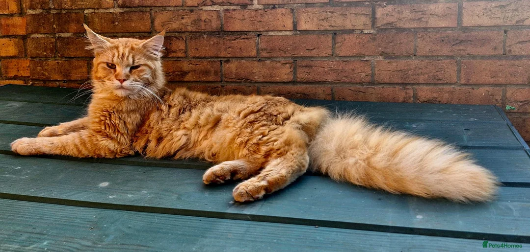 Maine Coon cats for sale: Beautiful Maine Coon Kittens – waiting list open! - Advert 2