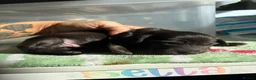 Miniature Dachshund dogs for sale: Beautiful KC reg long haired miniature dachshunds  in Portsmouth - Advert 2
