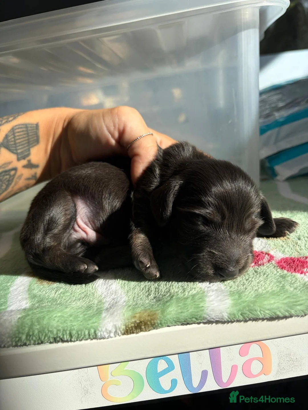 Miniature Dachshund dogs for sale: Beautiful KC reg long haired miniature dachshunds  in Portsmouth - Advert 2
