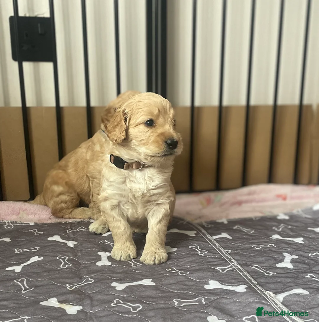Double Doodle dogs for sale: Beautiful Double Doodles  - Advert 2