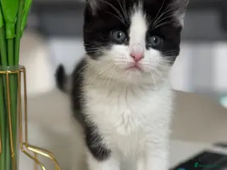 Ragdoll cats Beautiful Ragdoll x Calico Kittens - Advert 1