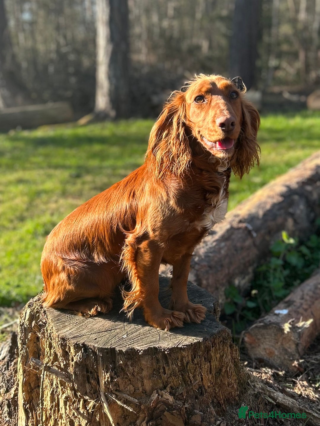 Cocker Spaniel dogs for sale: Stunning Red Working Cocker Spaniel Pups - Image 12