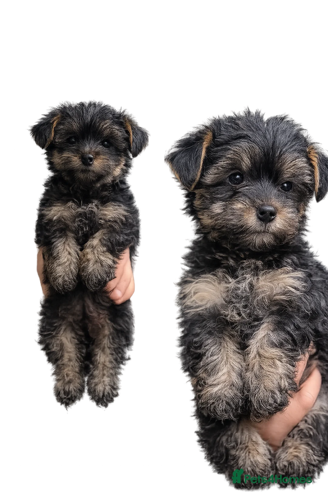 Yorkshire Terrier dogs for sale: yorkshire terrier puppy’s  - Advert 2
