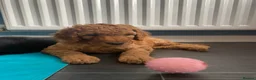 Labradoodle dogs for sale: F1b labradoodle puppies - Advert 3