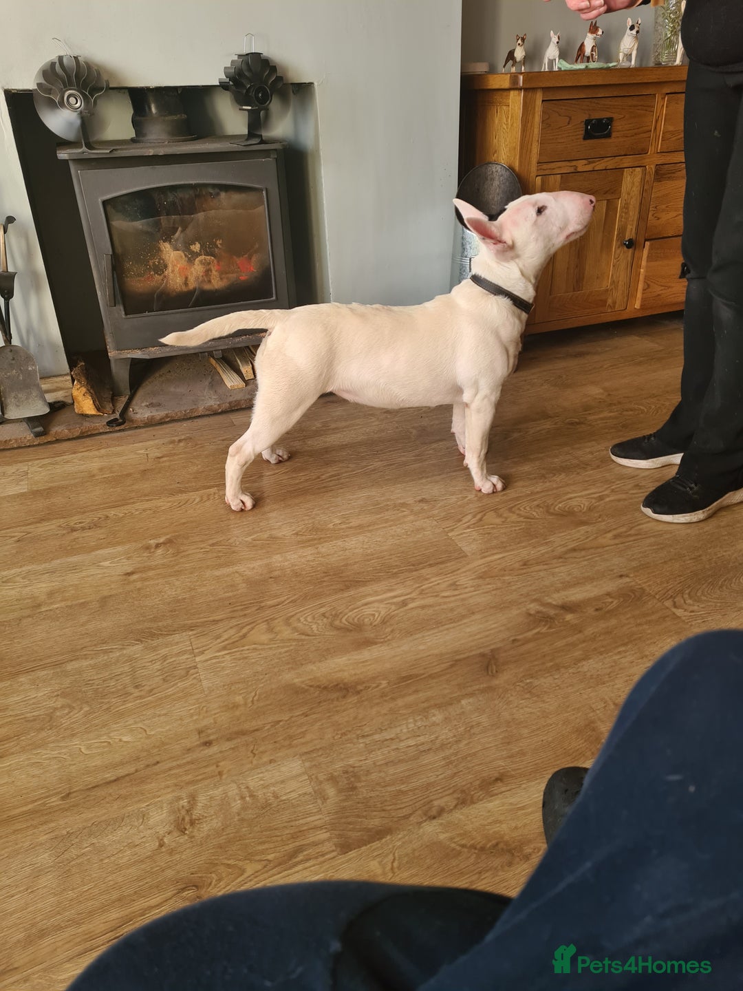 English Bull Terrier dogs for sale: English bull terrier bitch - Advert 1