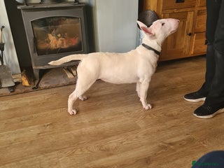 English Bull Terrier dogs English bull terrier bitch - Advert 2