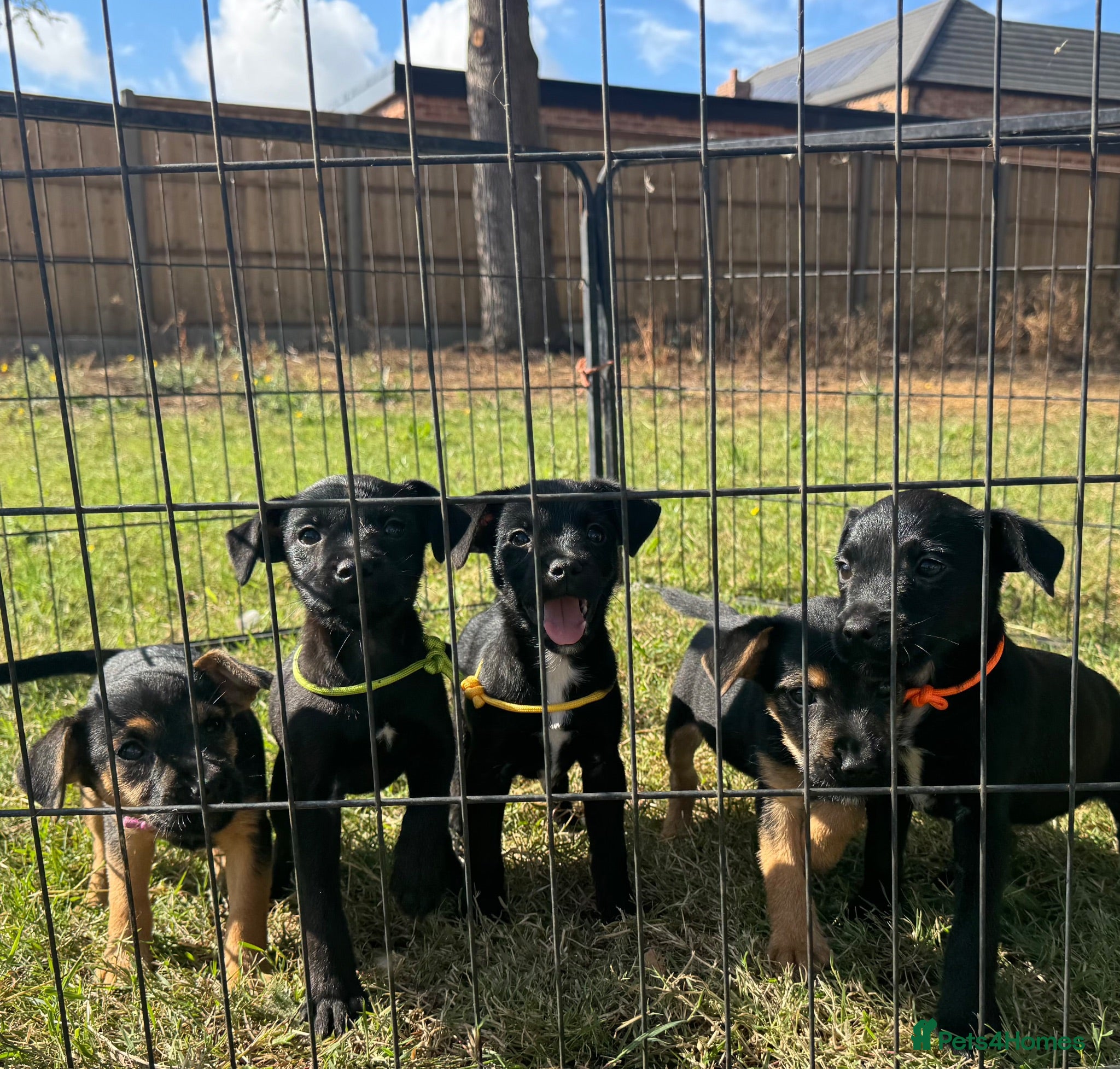 Mixed Breed dogs Border terrier x Jack Russell terrier puppies 🏡 - Advert 2