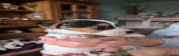 Jack Russell dogs for sale: Jack Russell puppies  - Advert 17