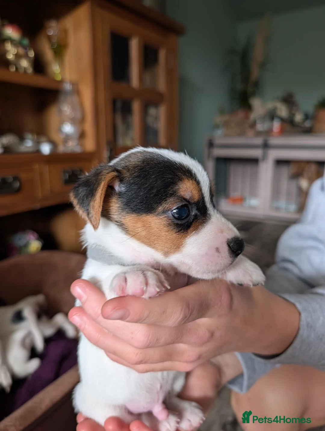 Jack Russell dogs for sale: Jack Russell puppies  - Advert 17
