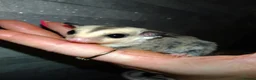 Sugar Glider rodents for sale: Stunning baby sugar gliders  - Advert 11