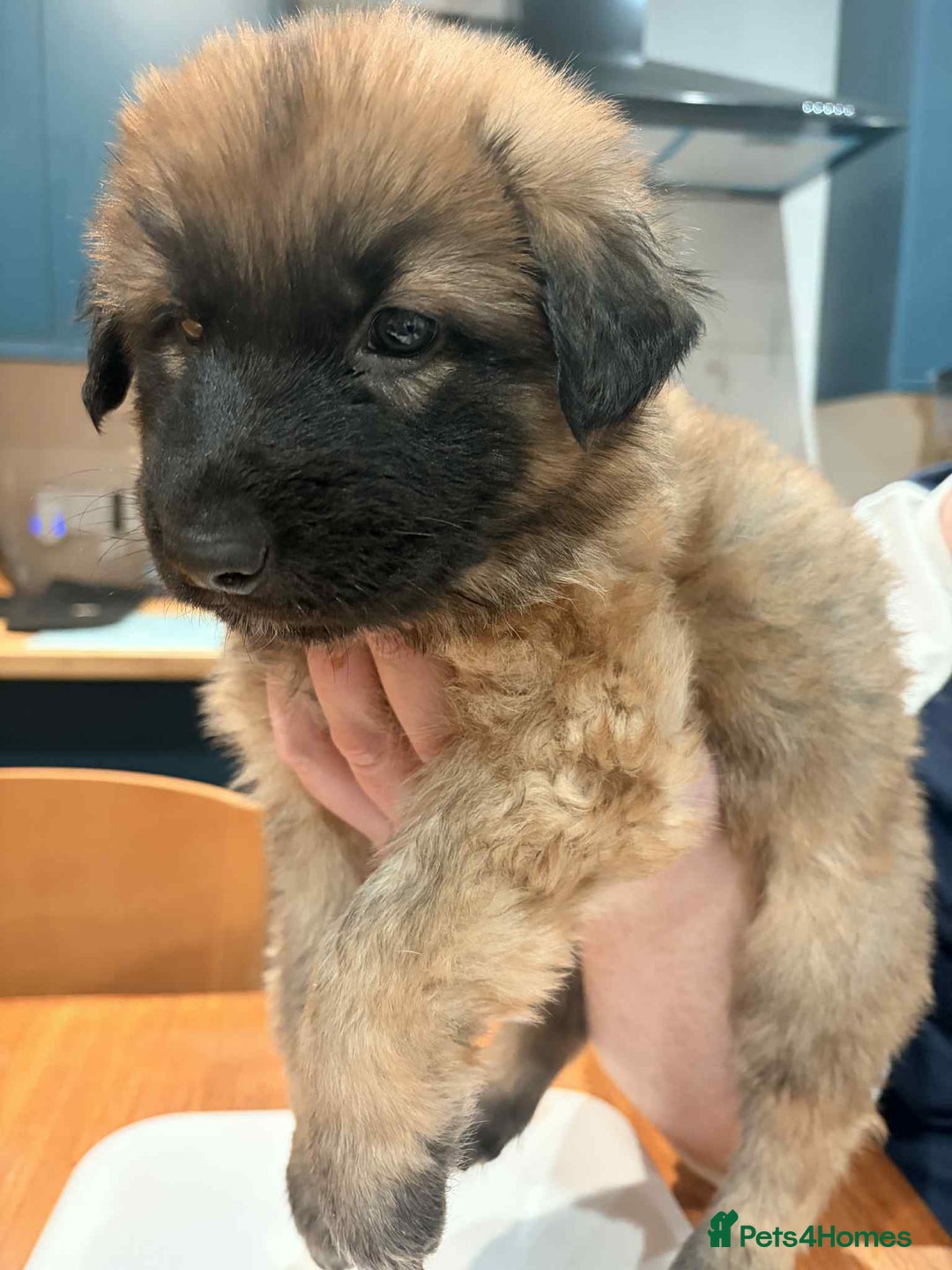 German Shepherd dogs for sale: KC Reg German Shepard's - Advert 16