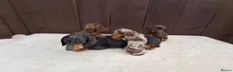 Miniature Dachshund dogs for sale: Dachshund puppies 2 boys 1 girl  - Advert 12