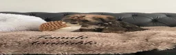 Shorkie dogs for sale: Shorkies Full vaccine £950 ready now - Advert 5