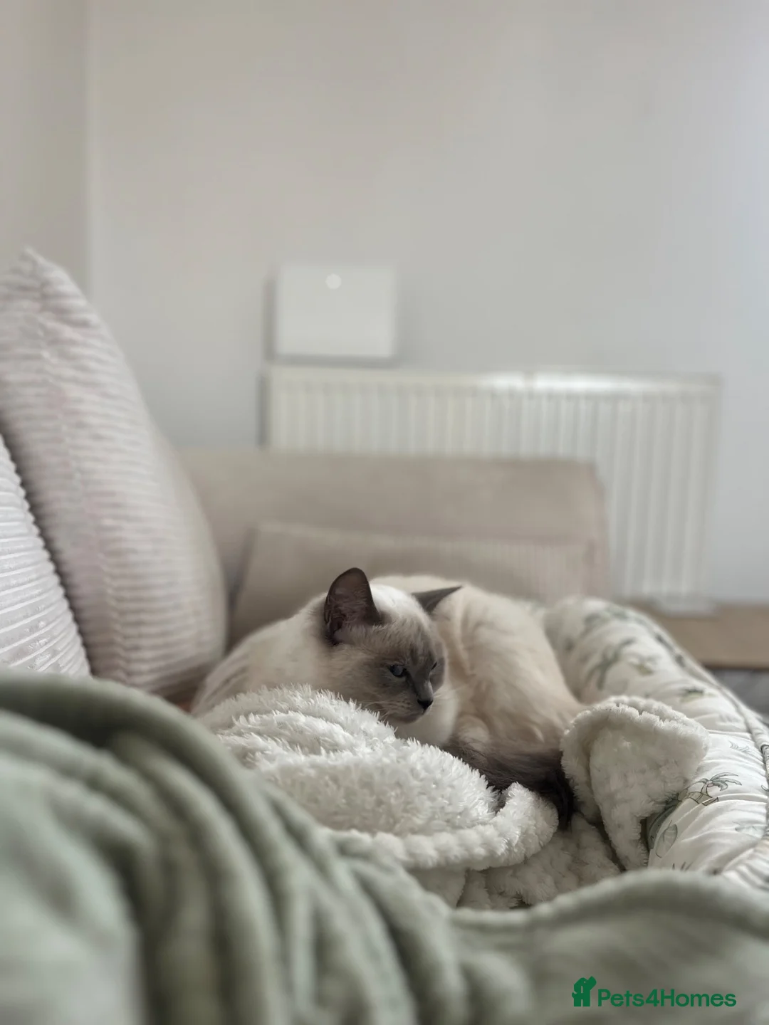 Ragdoll cats for sale: Ragdoll female for rehoming  - Advert 2