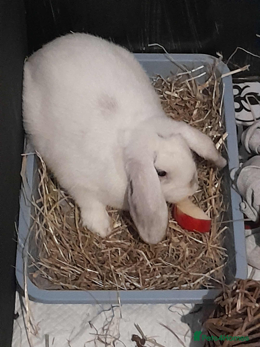 Mini Lop rabbits for sale: Malibu to a good home  - Advert 5