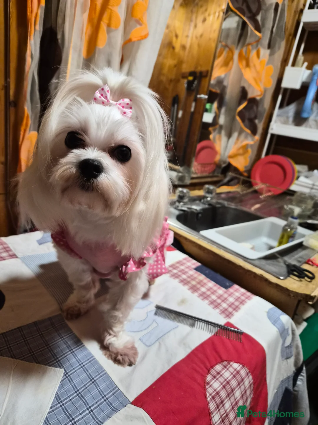 Maltese dogs for sale: 💝Maltese little girl💝 - Advert 3