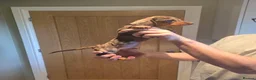 Miniature Dachshund dogs for sale: 6 stunning KC registered Pups  - Advert 6