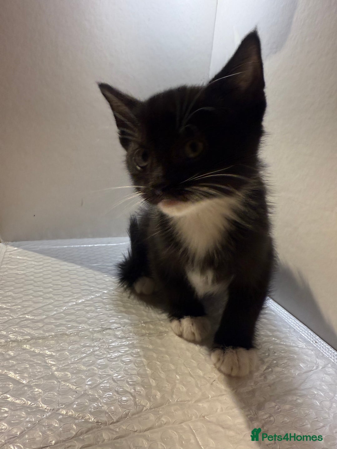 Korat cats for sale: Cute playful kittens ready for their new home 🖤🤍 - Advert 23