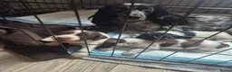 Sprocker dogs for sale: 3x boys Sprocker Pups in Girvan - Advert 9