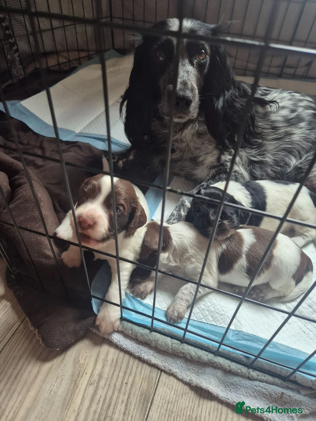 Sprocker dogs for sale: 3x boys Sprocker Pups in Girvan - Advert 9