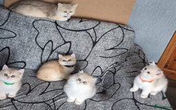 British Shorthair cats for sale: One lovely girl and three handsome boys  - Image 34