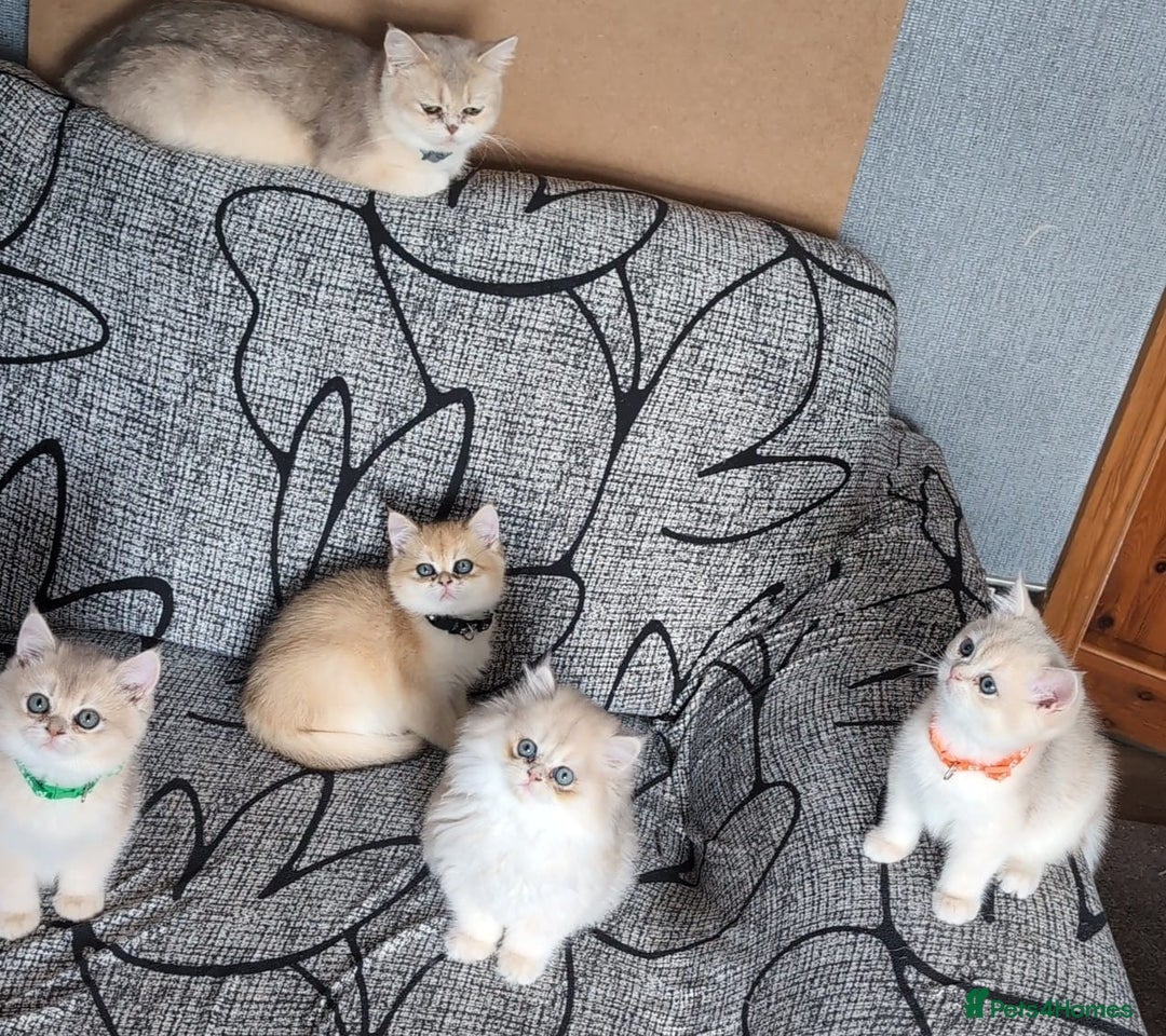 British Shorthair cats for sale: One lovely girl and three handsome boys  - Image 34