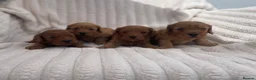 Cockapoo dogs for sale: Beautiful F1 cockapoos  - Advert 12