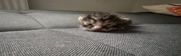 Mixed Breed cats for sale: 4 mixed breed kittens - Advert 6