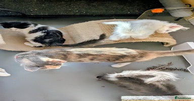 Ragdoll cats - Advert 15