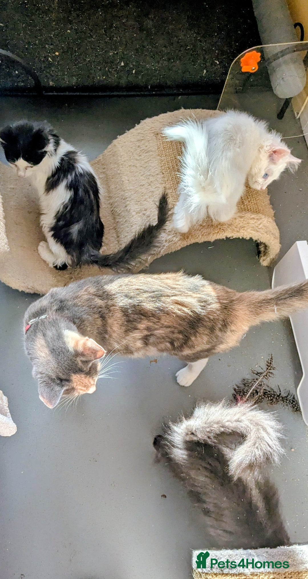 Ragdoll cats for sale: Very fluffy Ragdoll x  - Image 2