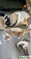 Ragdoll cats - Advert 15