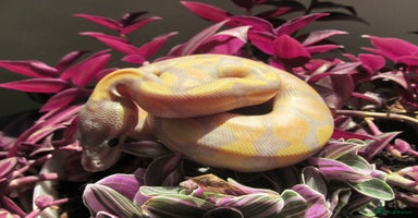 Python Snake reptiles - Advert 5