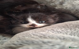 Mixed Breed cats for sale: STUNNING KITTENS  - Image 7