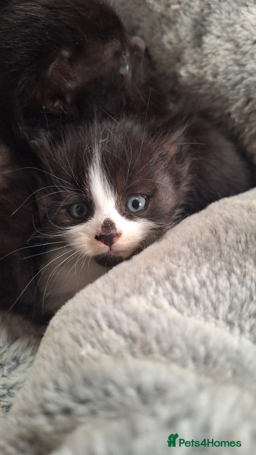 Mixed Breed cats for sale: STUNNING KITTENS  - Image 7