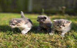 Scottish Fold cats for sale: Gorgeous Scottish Fold Kittens – Playful, Loving  - Image 5