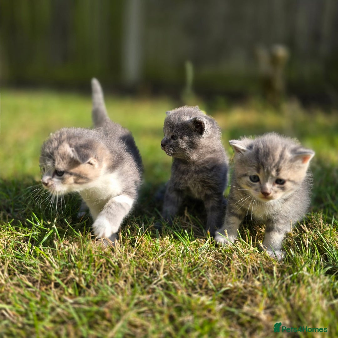 Scottish Fold cats for sale: Gorgeous Scottish Fold Kittens – Playful, Loving  - Image 5
