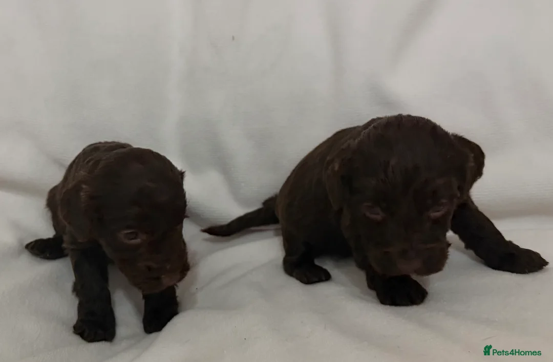 Cockapoo dogs for sale: Cockapoo f1 puppies in Bishop Auckland - Advert 7