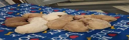 Cockapoo dogs for sale: Beautiful F1B toy cockapoos  in Leeds - Advert 15
