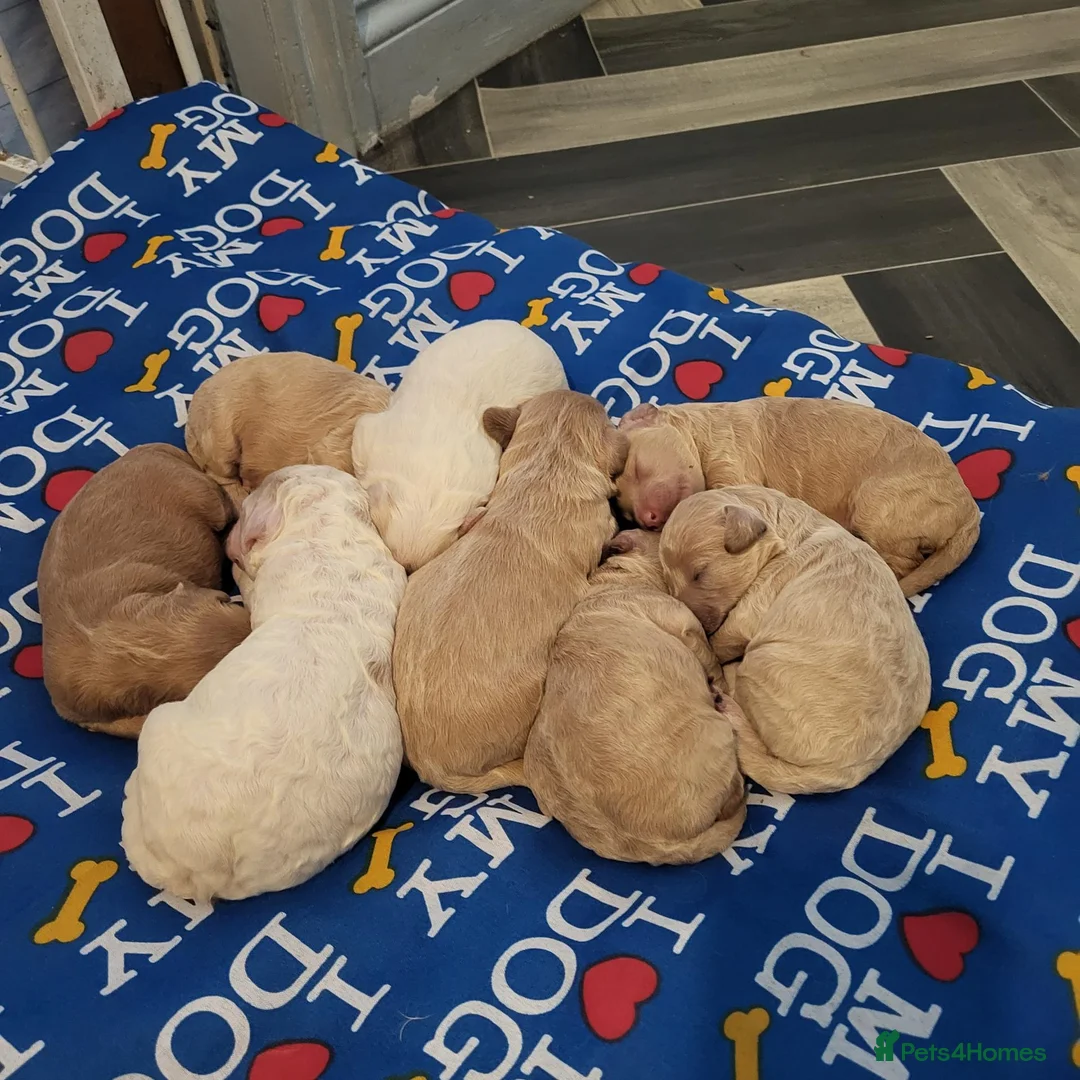 Cockapoo dogs for sale: Beautiful F1B toy cockapoos  in Leeds - Advert 15