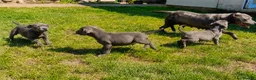 Staffordshire Bull Terrier dogs for sale: Pure blue staffy puppies ready to leave  - Advert 2