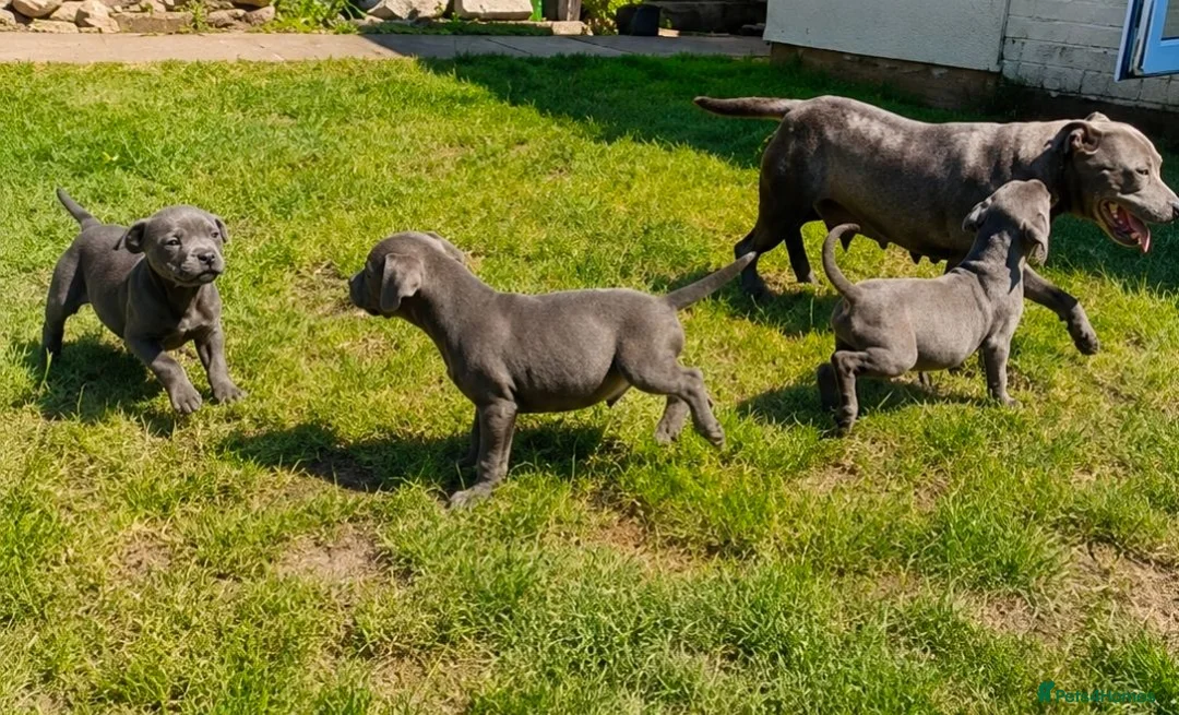 Staffordshire Bull Terrier dogs for sale: Pure blue staffy puppies ready to leave  - Advert 2