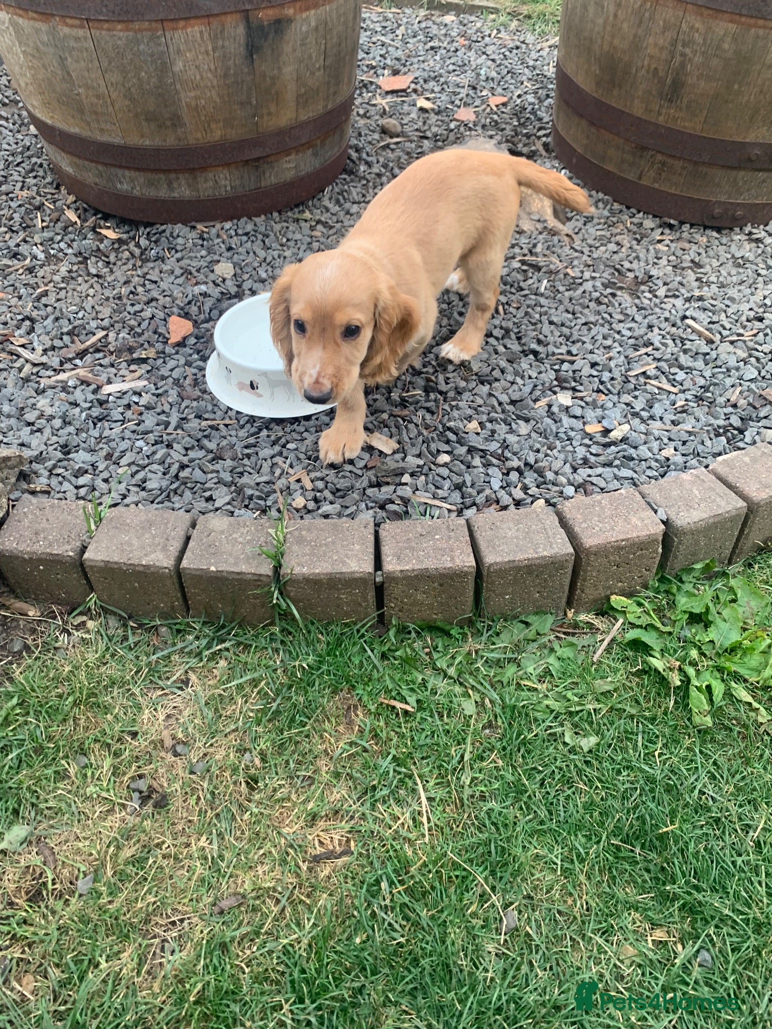 Cocker Spaniel dogs  Ready now ! Kc registered  - Advert 22