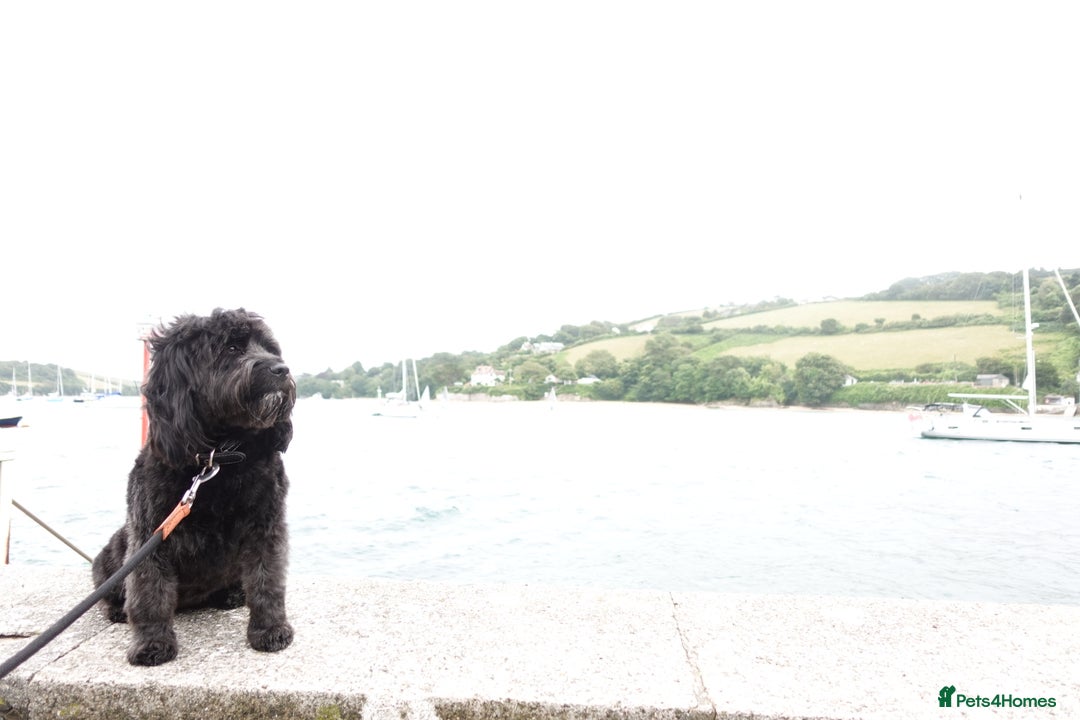 Mixed Breed dogs for sale: Beautiful Tiboodles Boy & Girl for sale  - Advert 5