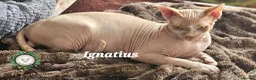 Sphynx cats for sale:  Adult two Male Sphynx Cats – Pets Only - Advert 1