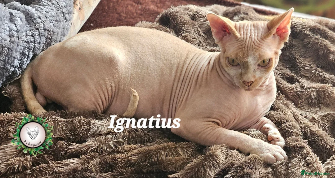 Sphynx cats for sale:  Adult two Male Sphynx Cats – Pets Only - Advert 1