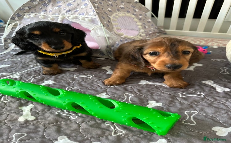 Dachshund dogs - Advert 2