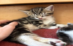 British Shorthair cats for sale: 11 SHORTHAIRED AND LONGHAIRED KITTENS - Image 27
