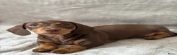 Miniature Dachshund dogs for sale: Chocolate and tan short haired mini dachshund  - Advert 4